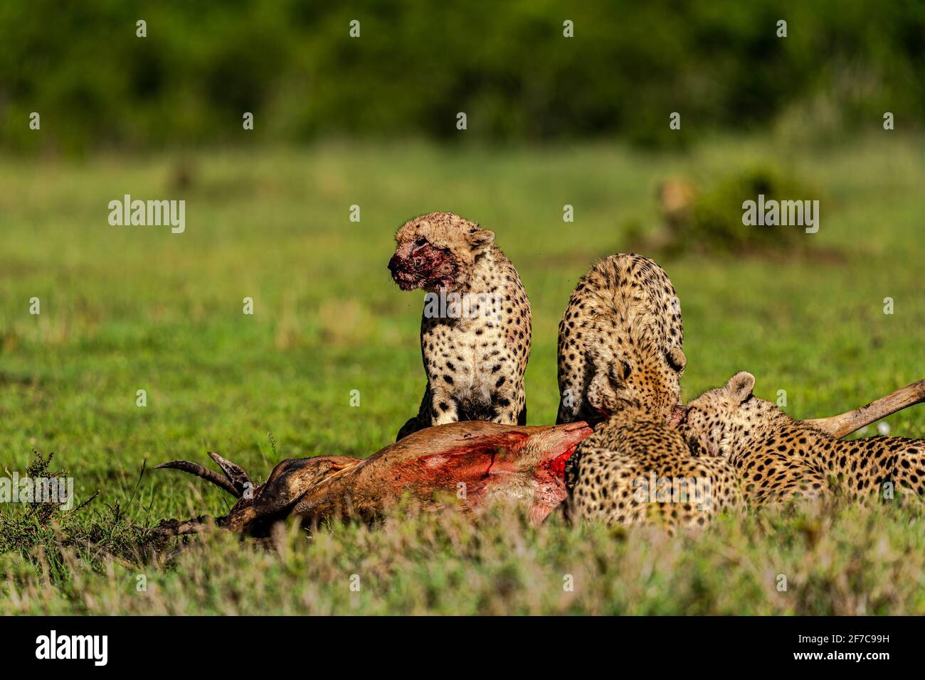 MASAI MARA NATIONAL RESERVE, KENYA: Un ghepardo guardò dal suo pasto con una bocca macchiata di sangue. Immagini RICCHE DI AZIONE hanno mostrato il momento epico di un carbone Foto Stock