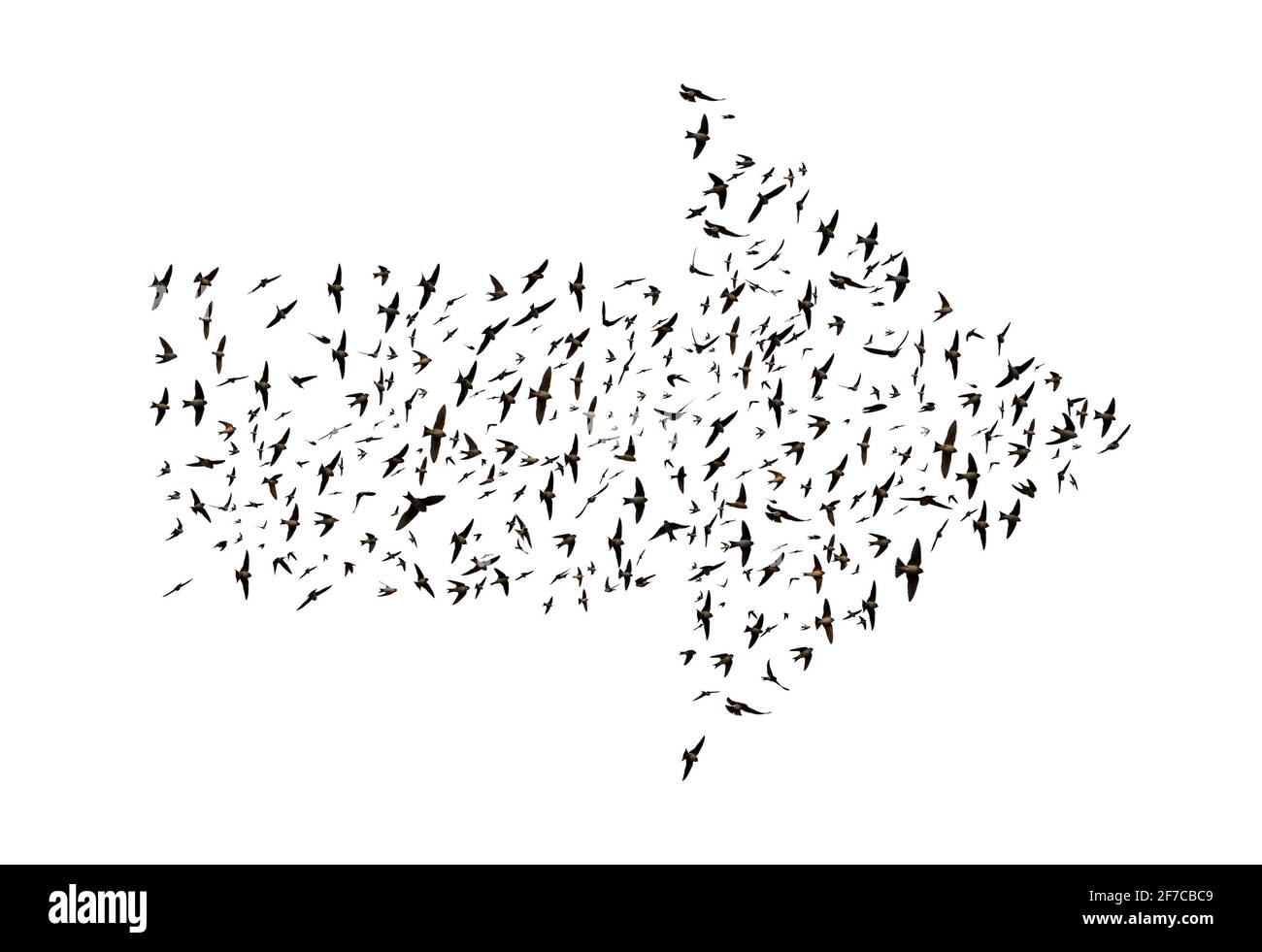 Uccelli che volano in forma di freccia isolato su uno sfondo bianco. Foto Stock