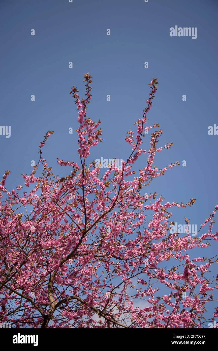 Londra, Inghilterra, Regno Unito. Hackney. Fioritura dei ciliegi. Foto Stock