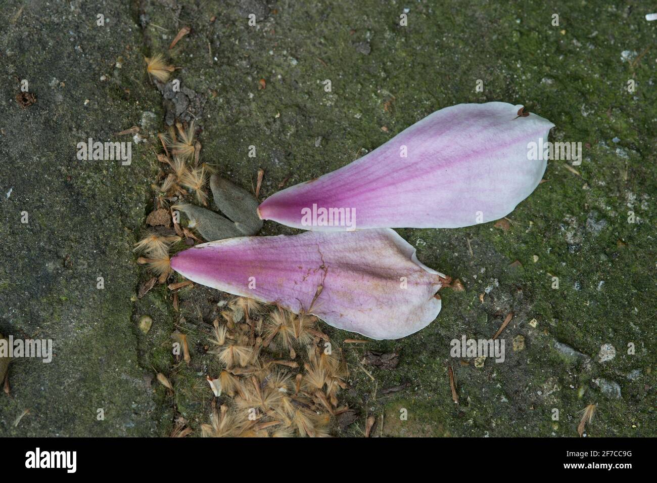 Londra. Magnolia fiorisce. Petali caduti. Foto Stock