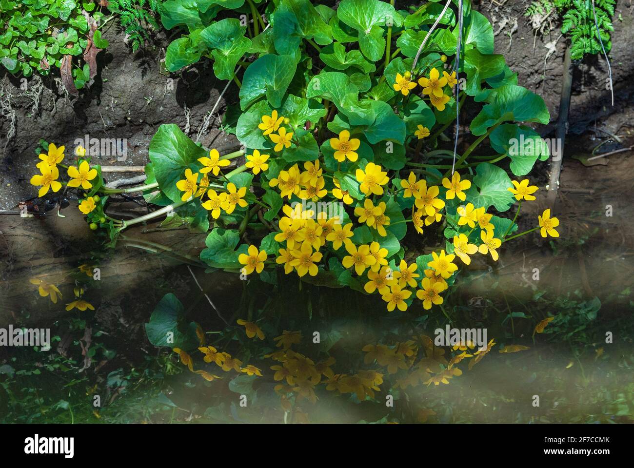 Marsh Marigold pianta accanto a un ruscello. Marsh Marigold o Kingcup Foto Stock