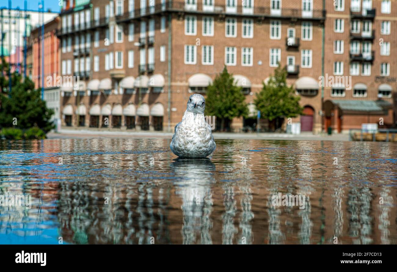 Fontana nella città svedese di Malmo in cui un piccione poggia sull'acqua. Foto Stock