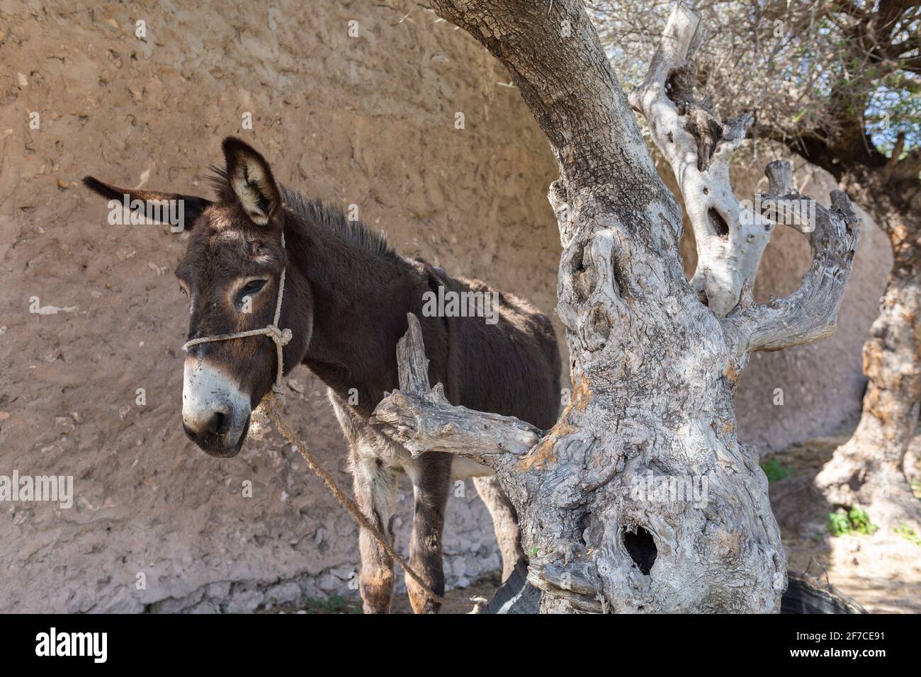 Asino legato ad un albero knobby nel paese posteriore del Marocco Foto Stock