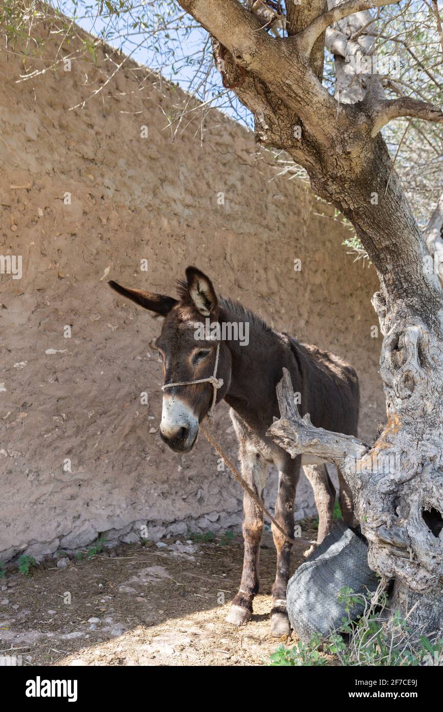 Asino legato ad un albero knobby nel paese posteriore del Marocco Foto Stock