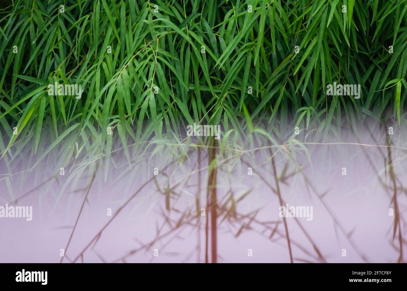 Foglie di bambù verde e riflesso dell'acqua Foto Stock