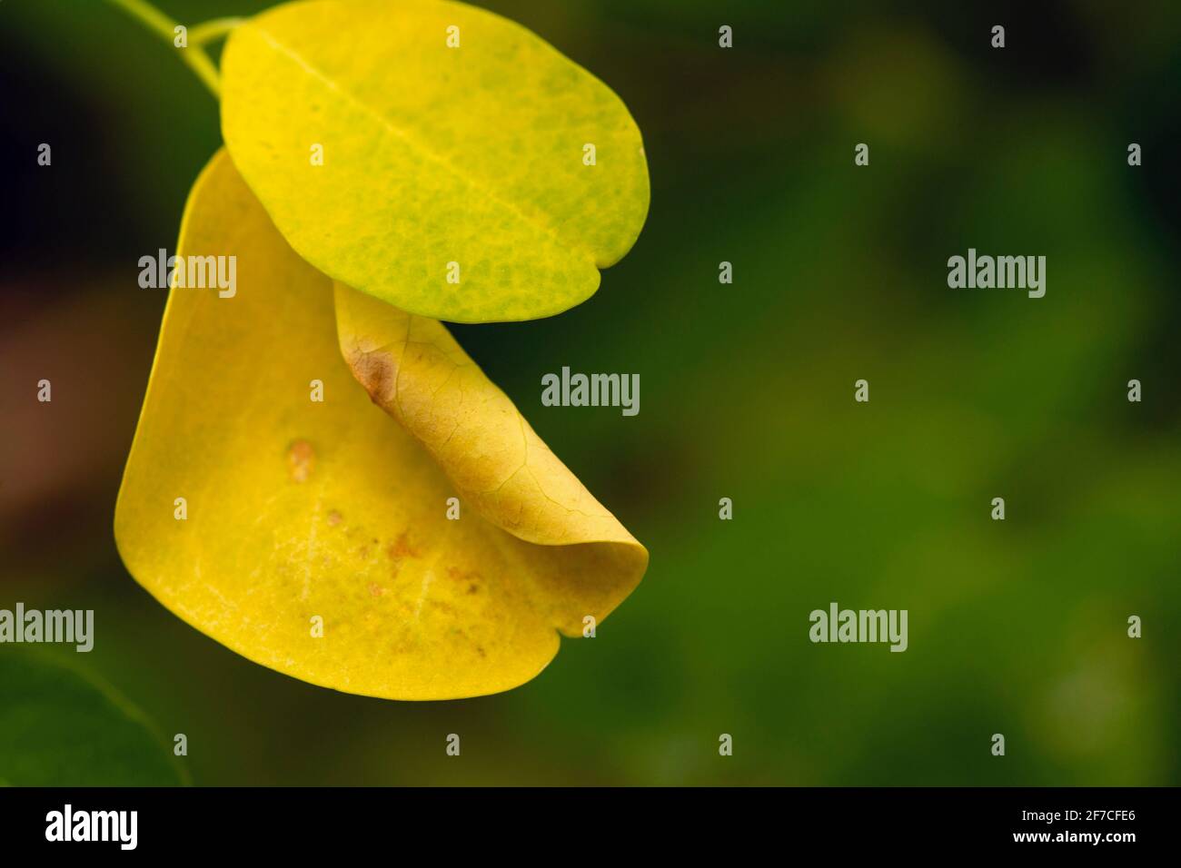 Kelor o albero di drumstick, Moringa oleifera, foglie gialle a fuoco basso Foto Stock