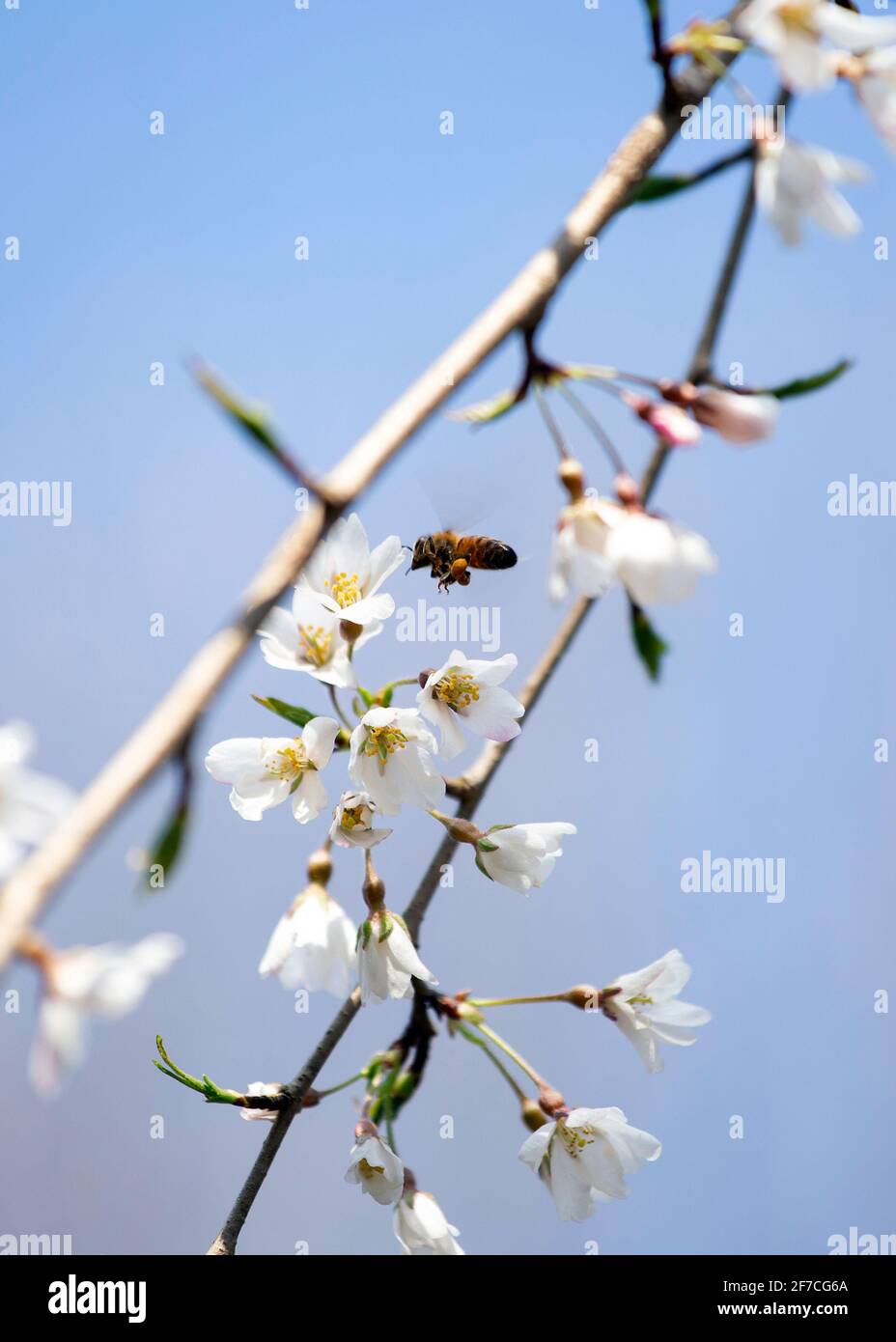 Api di miele pollinate fiori di ciliegio, boccioli di primavera rosa e bianco, foglie nuove verdi iniziano a fiorire lungo rami di alberi il giorno soleggiato di aprile Foto Stock
