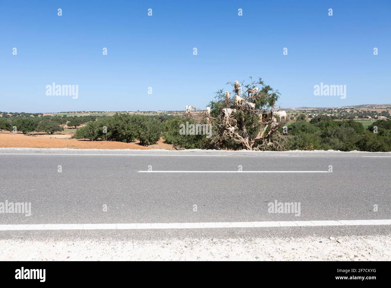 Mandria di capre su un albero di argan in Marocco Foto Stock