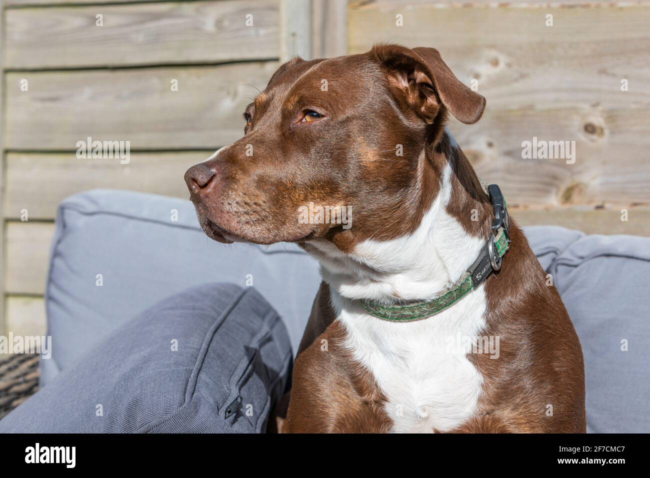 Un ritratto di un piccolo cane marrone Foto Stock
