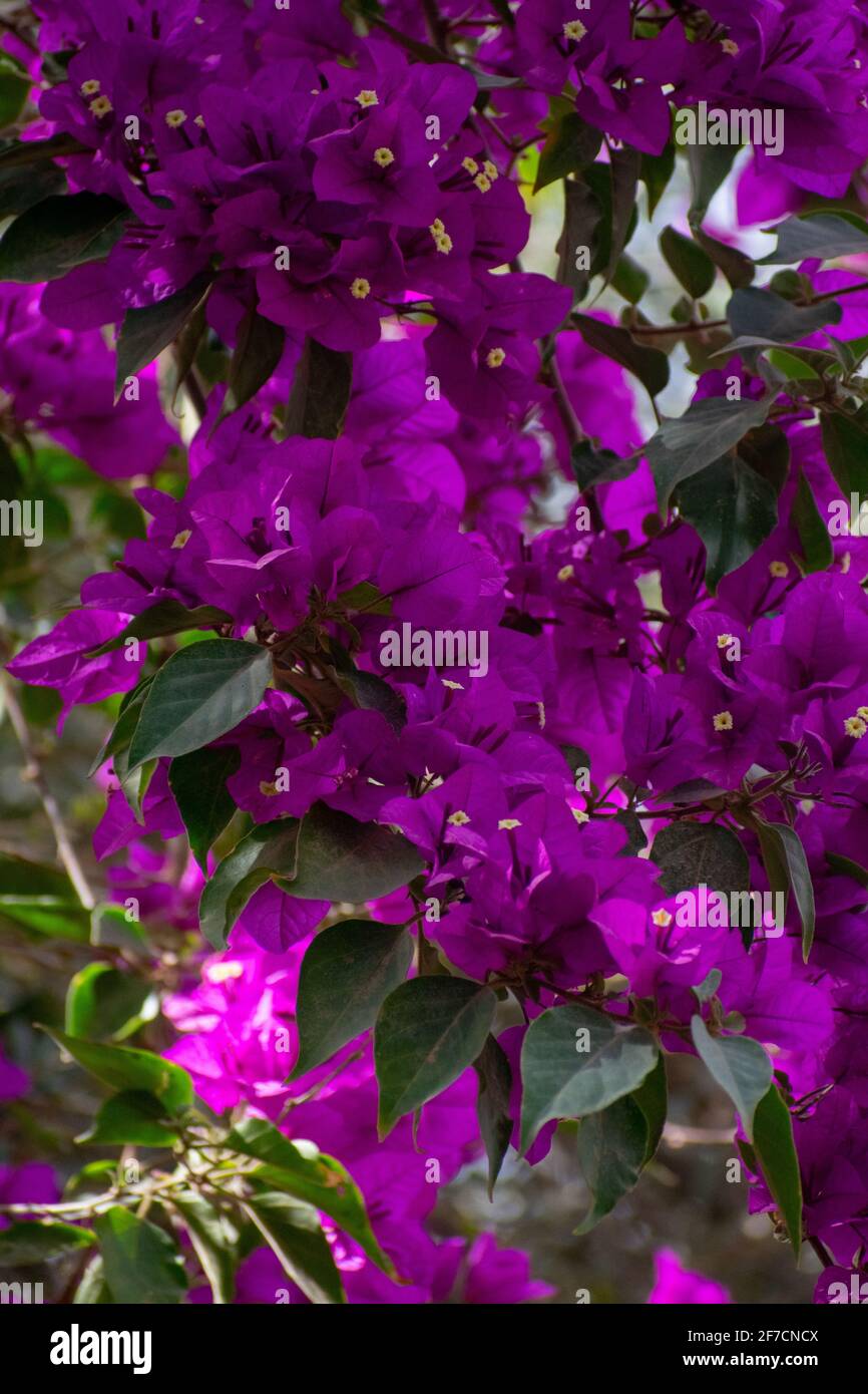 Bella Bougainvillea in Landon Garden, Biskra Foto Stock