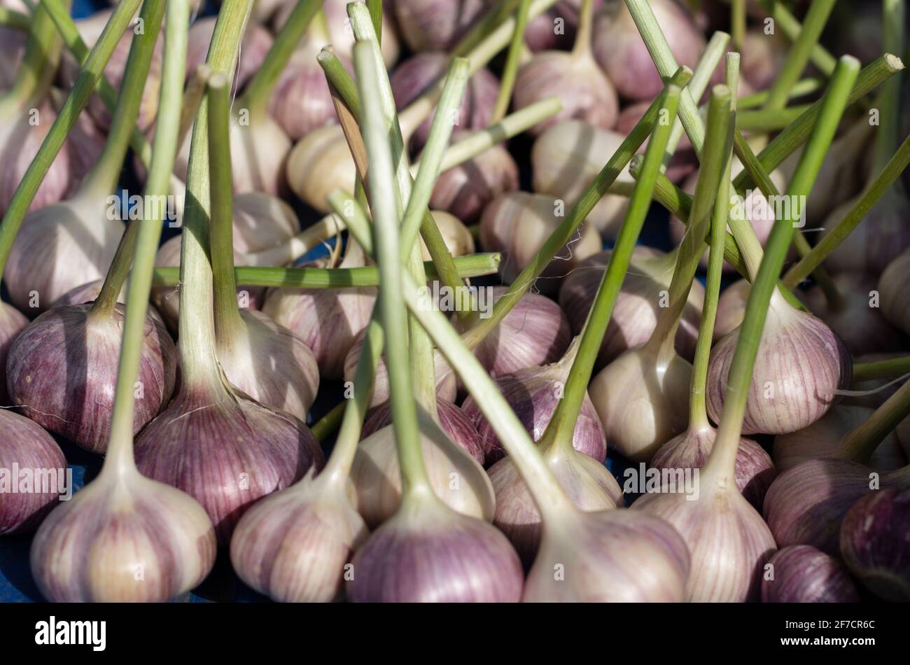 Raccolta estiva di aglio nello spicchio di fattoria Foto Stock