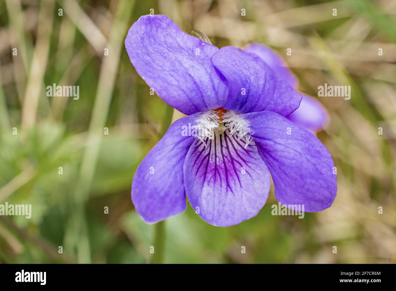 Un primo piano di un fiore viola blu comune Foto Stock