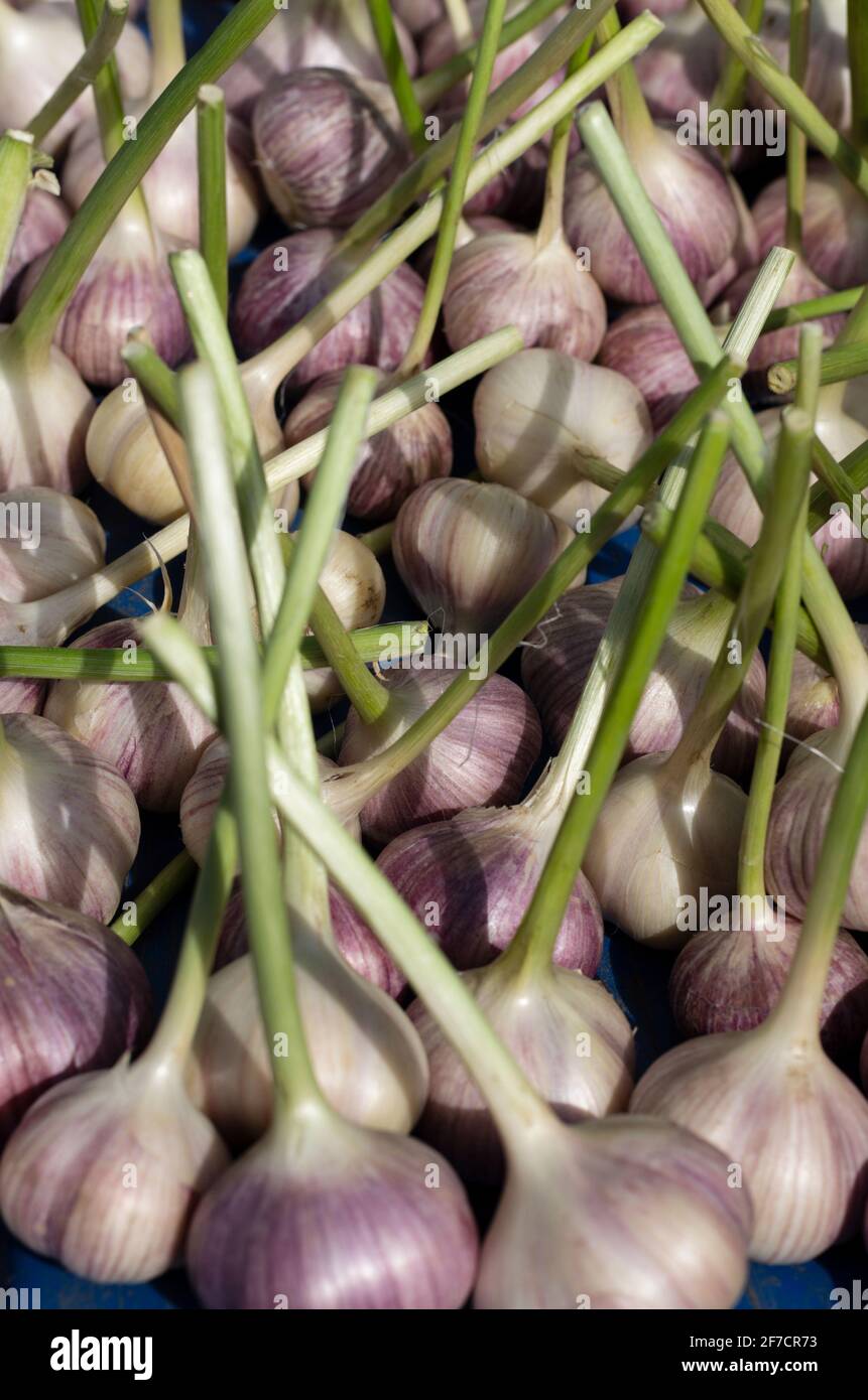Raccolta estiva di aglio nella fattoria Closeup orientamento verticale Foto Stock