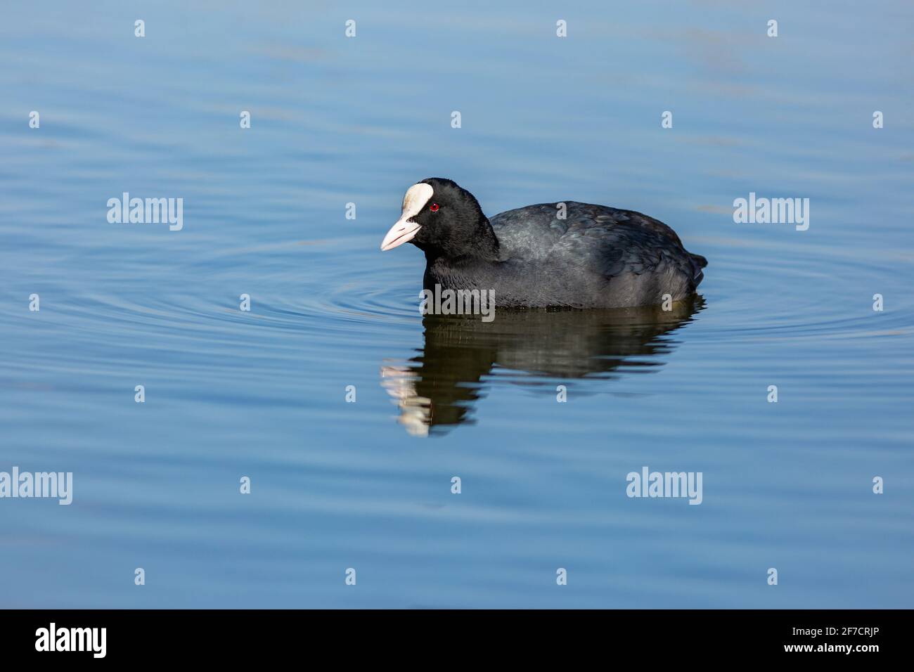 Piede nero con becco bianco e occhi rossi che nuotano nel lago blu con il suo riflesso in acqua. Giorno di primavera luminoso e soleggiato. Foto Stock