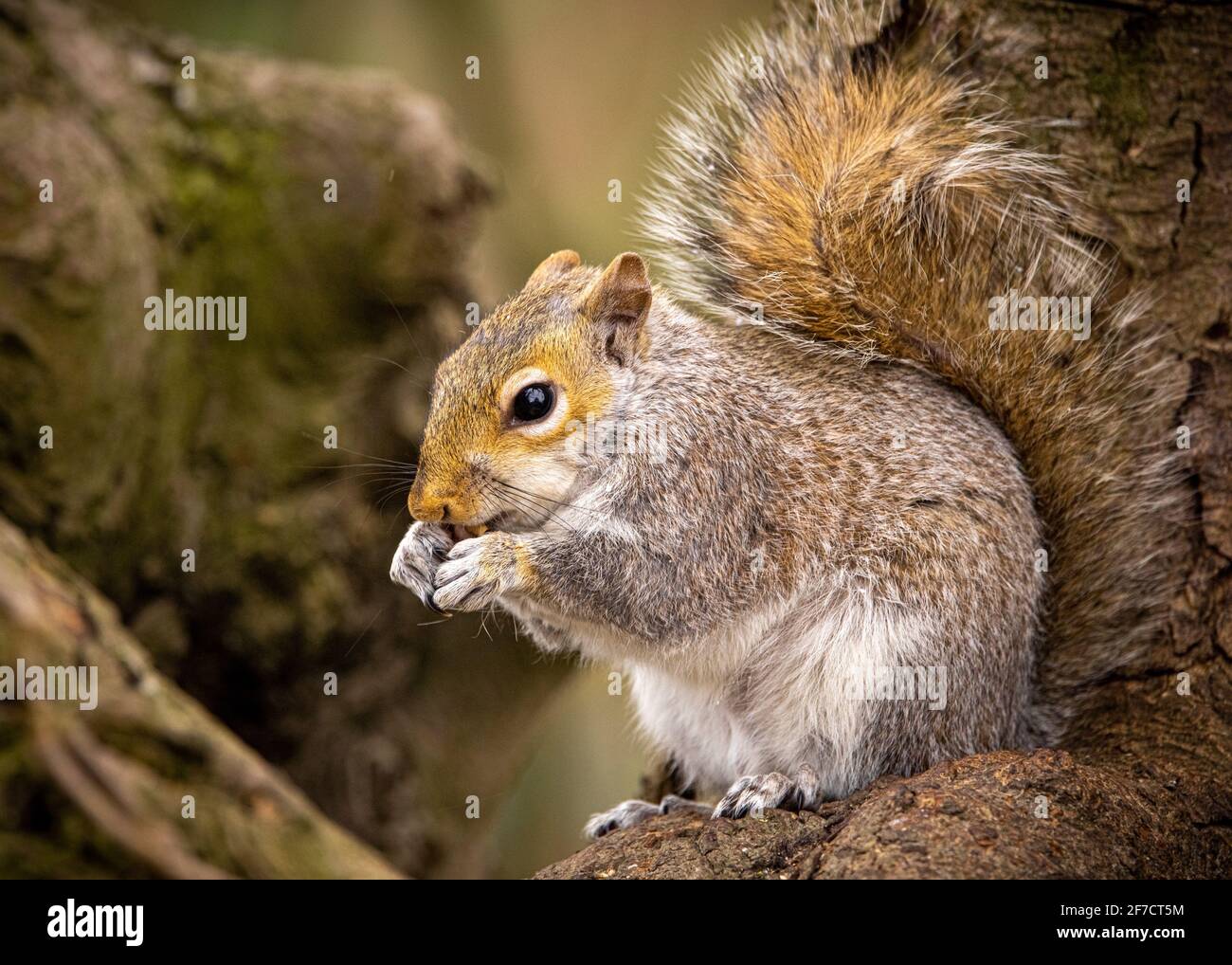 Scoiattolo in Inghilterra Foto Stock