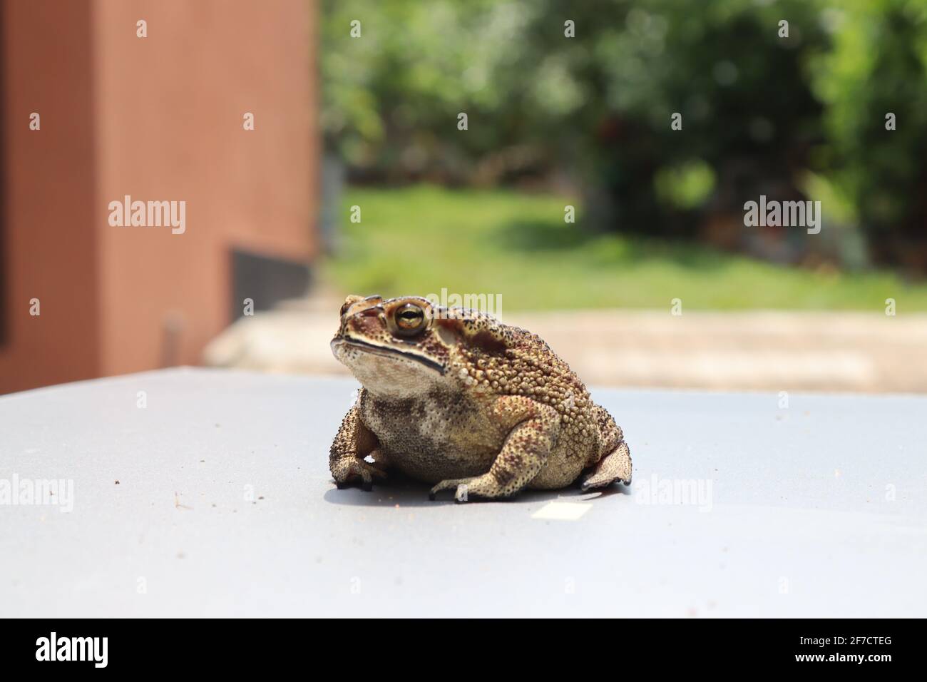 La rana, che vive in Asia meridionale. Foto Stock