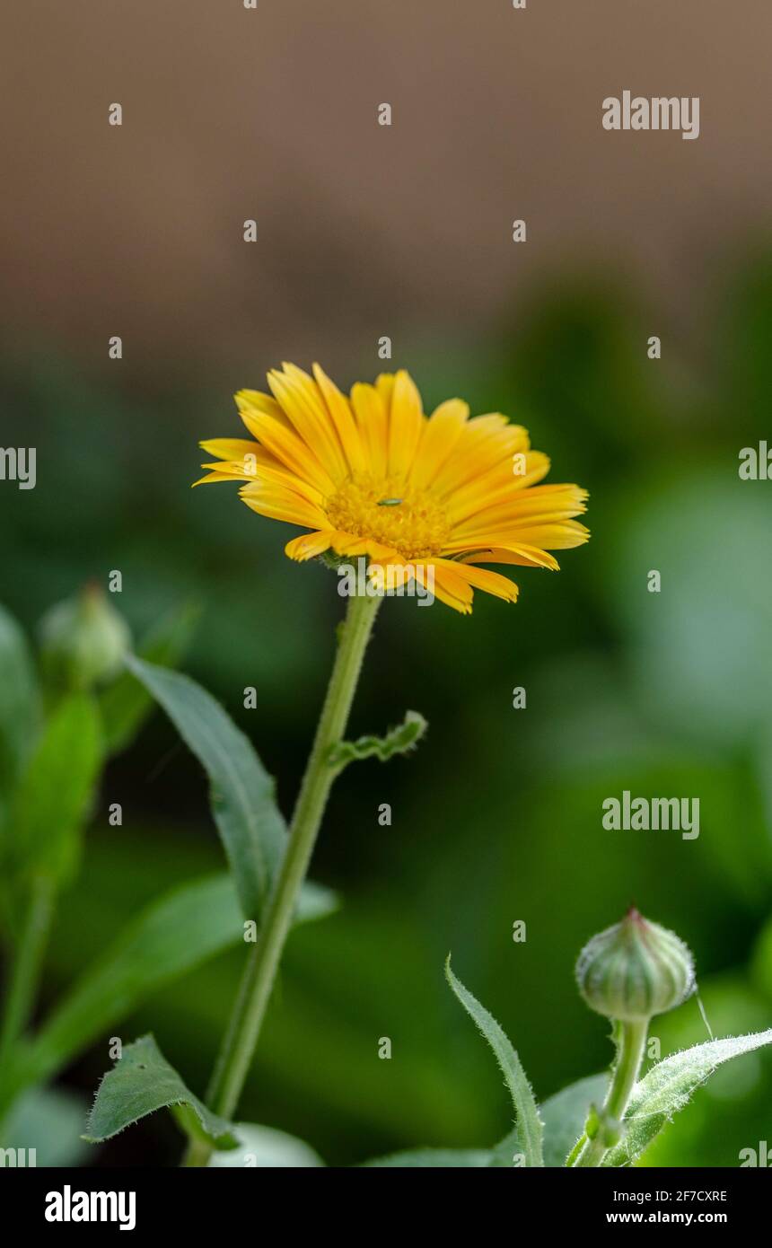 Fiore Marigold in primo piano Foto Stock