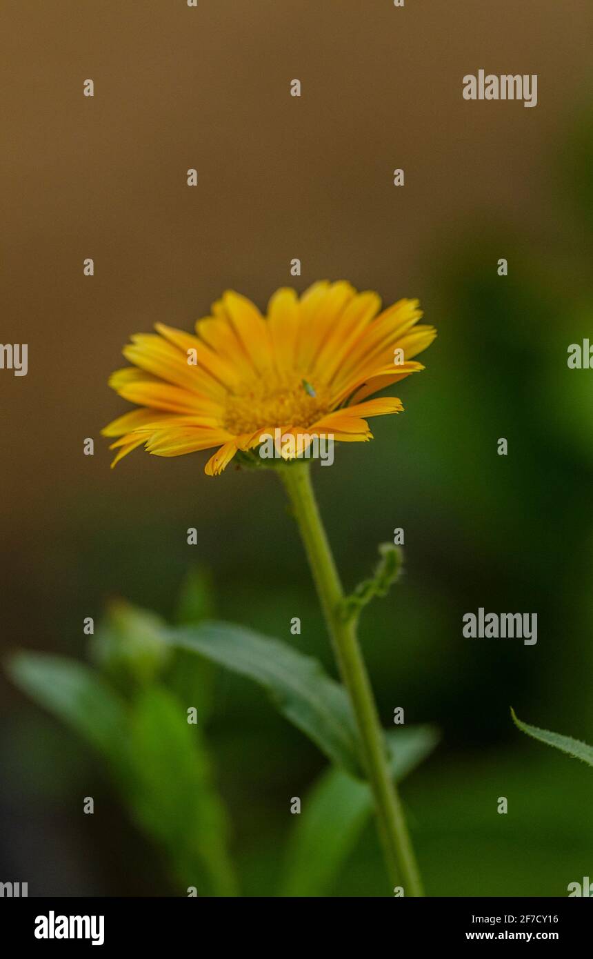 Fiore Marigold in primo piano Foto Stock