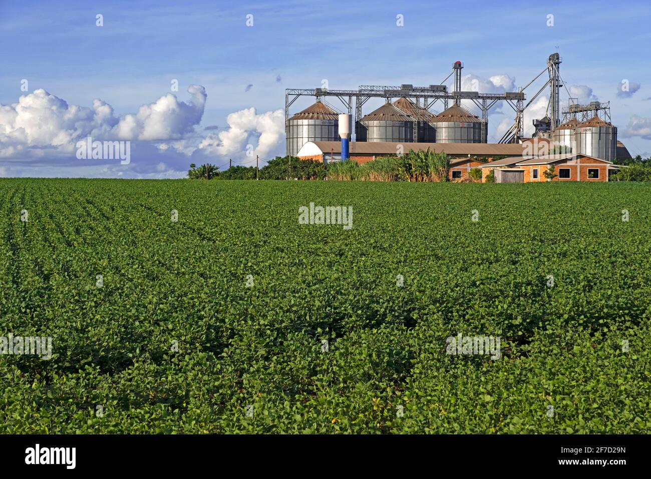 Fattoria con grandi silos Comil per immagazzinare soia / semi di soia raccolti nel mezzo dei campi di soia nella rurale Alto Paraná, Paraguay Foto Stock