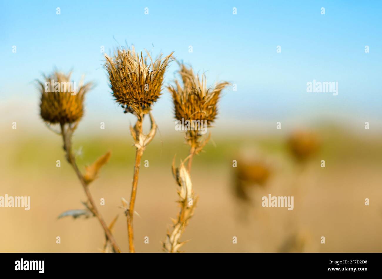 cardo nel campo autunno Foto Stock