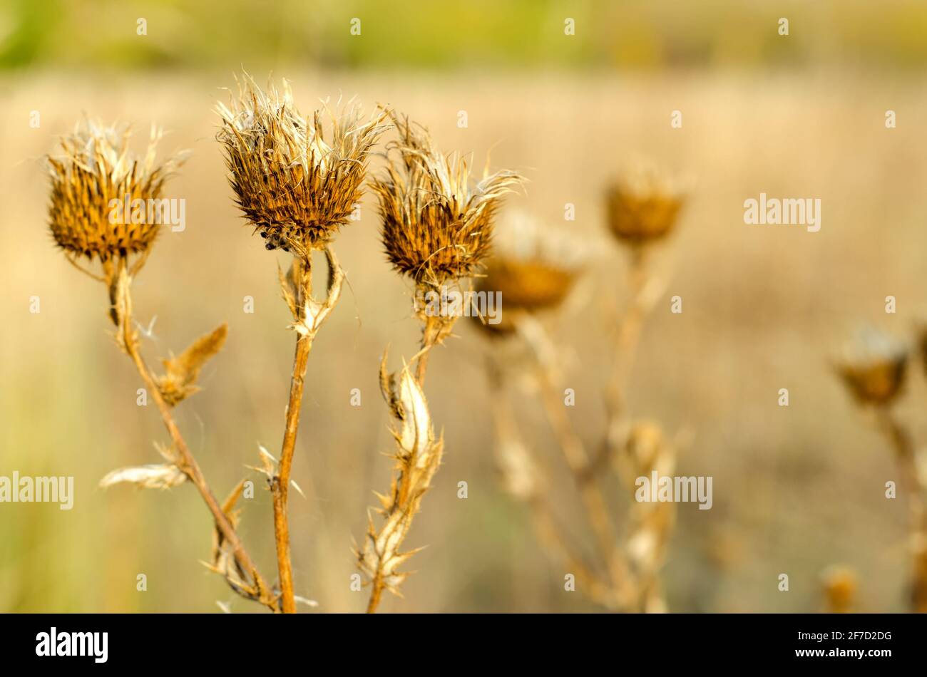 cardo nel campo autunno Foto Stock