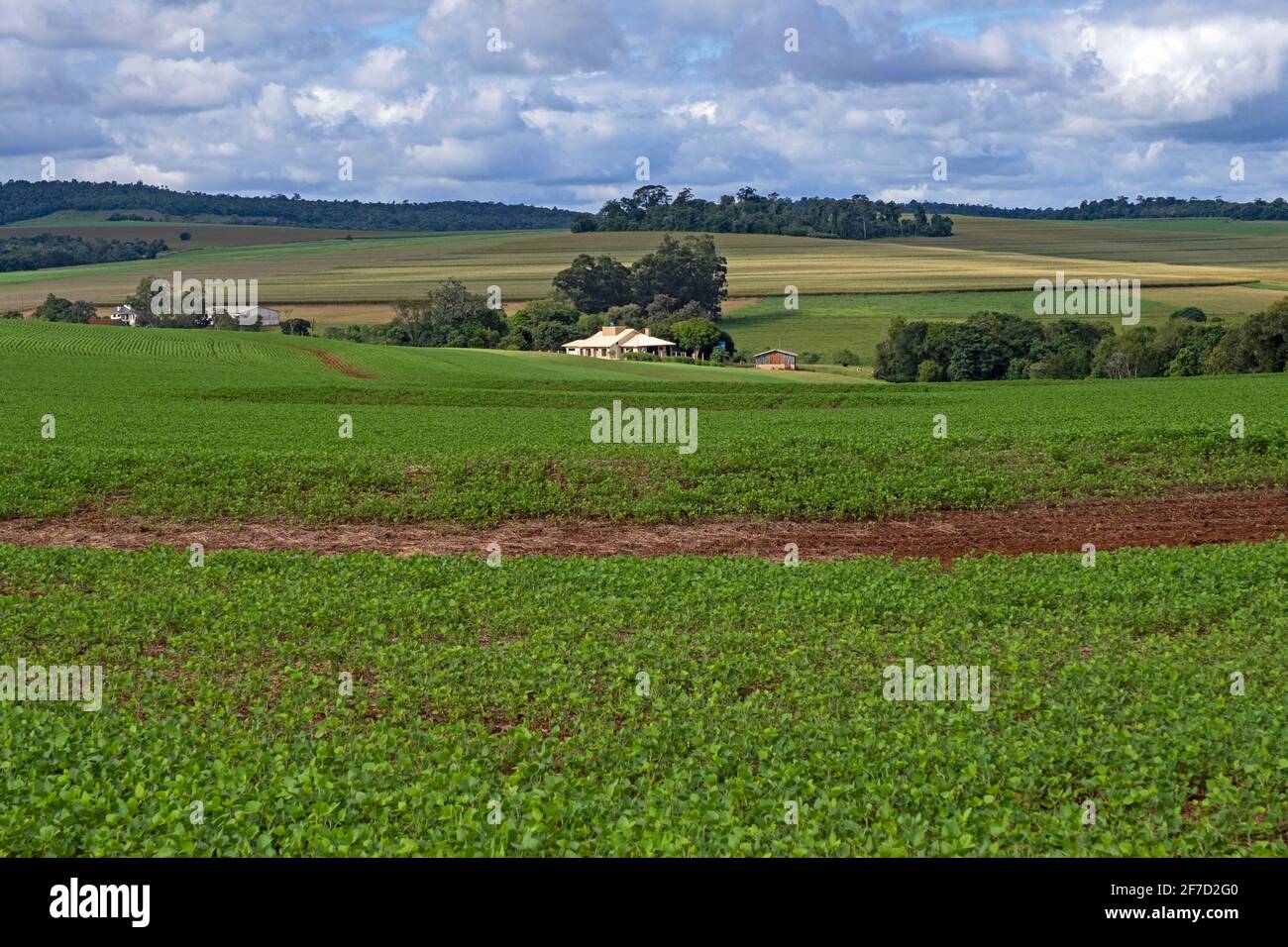 Fattoria e campo di soia per la produzione di soia / semi di soia nella campagna di Itapúa rurale, Paraguay Foto Stock