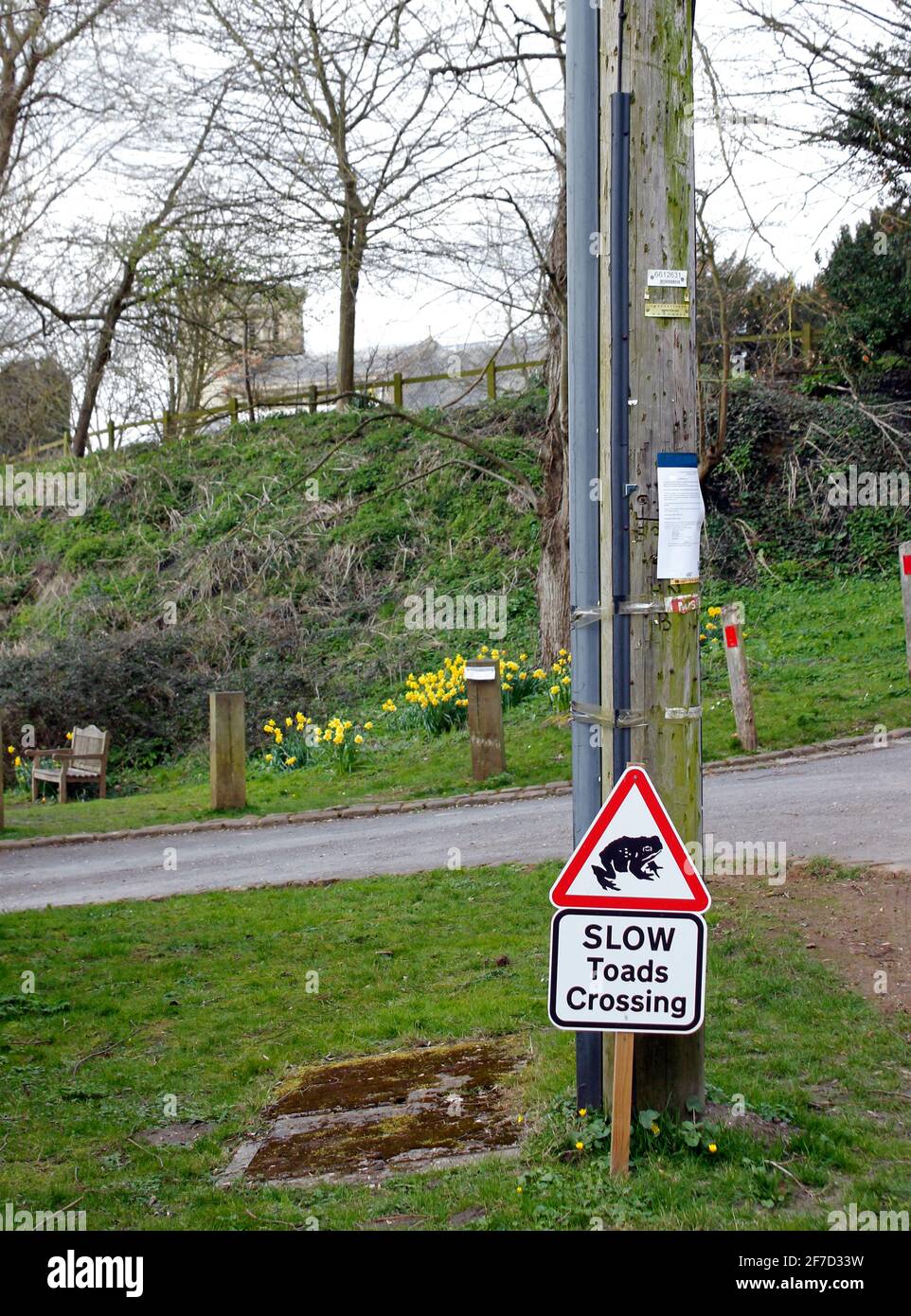 Un insolito segnale stradale che avverte i conducenti di rospi migratori Springtime Attraversare la strada in Southend Garsington Oxford England UK Foto Stock