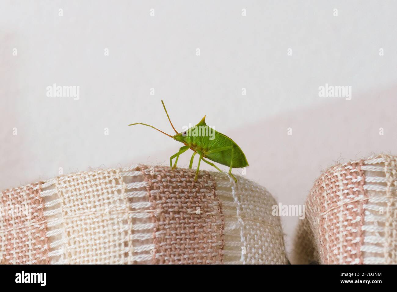Bug di inchiostro verde (Nezara Viridula). Primo piano. Foto Stock