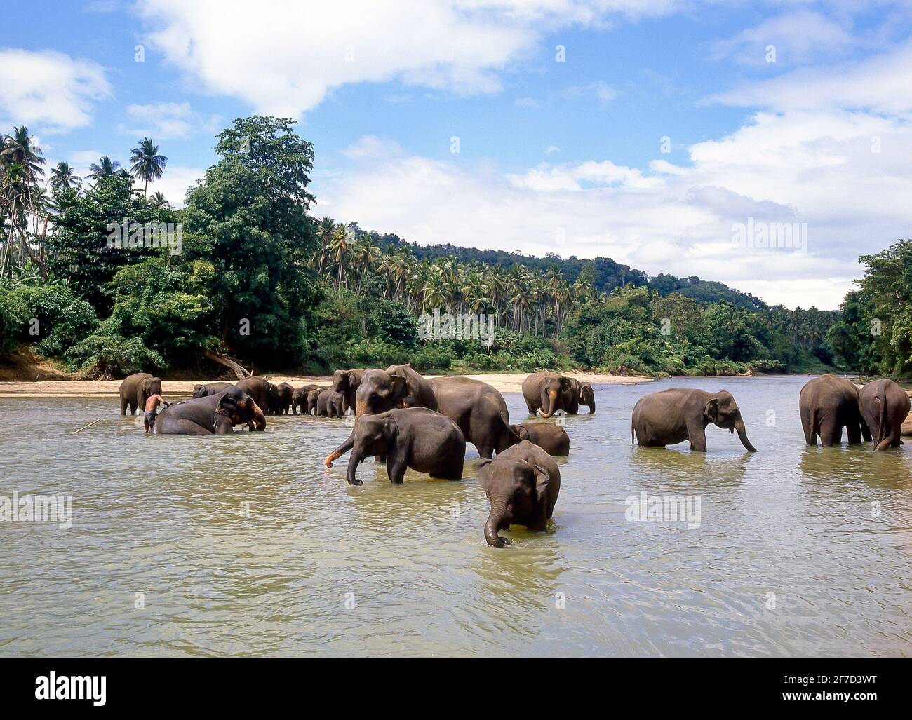 Mahouts lavare i loro elefanti nel fiume a Maetaman Elephant Camp, vicino a Chiang Mai e Chiang Mai Provincia, Thailandia Foto Stock