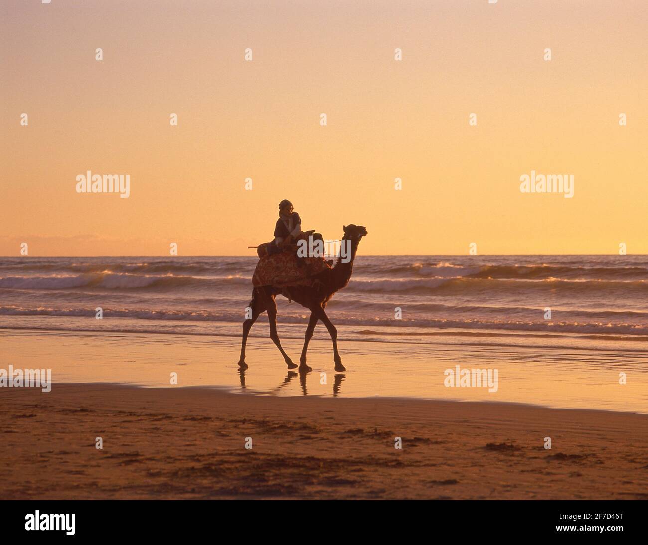 Autista di cammello sulla spiaggia di Agadir al tramonto, Agadir, regione di Souss-massa-Draâ, Marocco Foto Stock