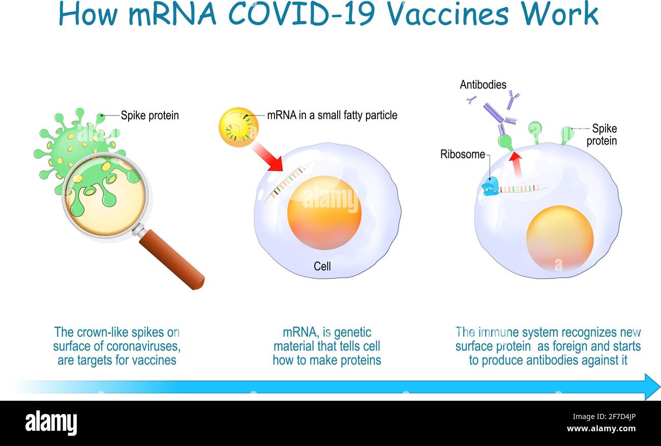 Come funzionano i vaccini mRNA. COVID-19. Le pandemie hanno causato lo sviluppo della tecnologia mRNA per un nuovo modo di trasportare un RNA messaggero in una cellula per produrre un Illustrazione Vettoriale