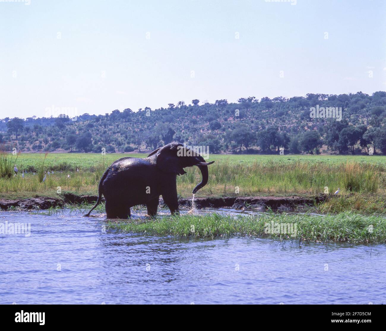 Elephant giocando nel fiume Chobe National Park - Chobe, Repubblica del Botswana Foto Stock