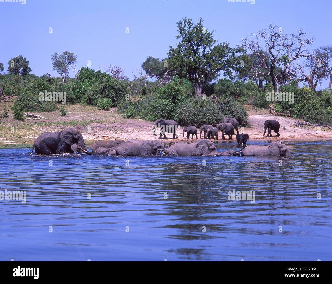 Gli elefanti a giocare nel fiume Chobe National Park - Chobe, Repubblica del Botswana Foto Stock
