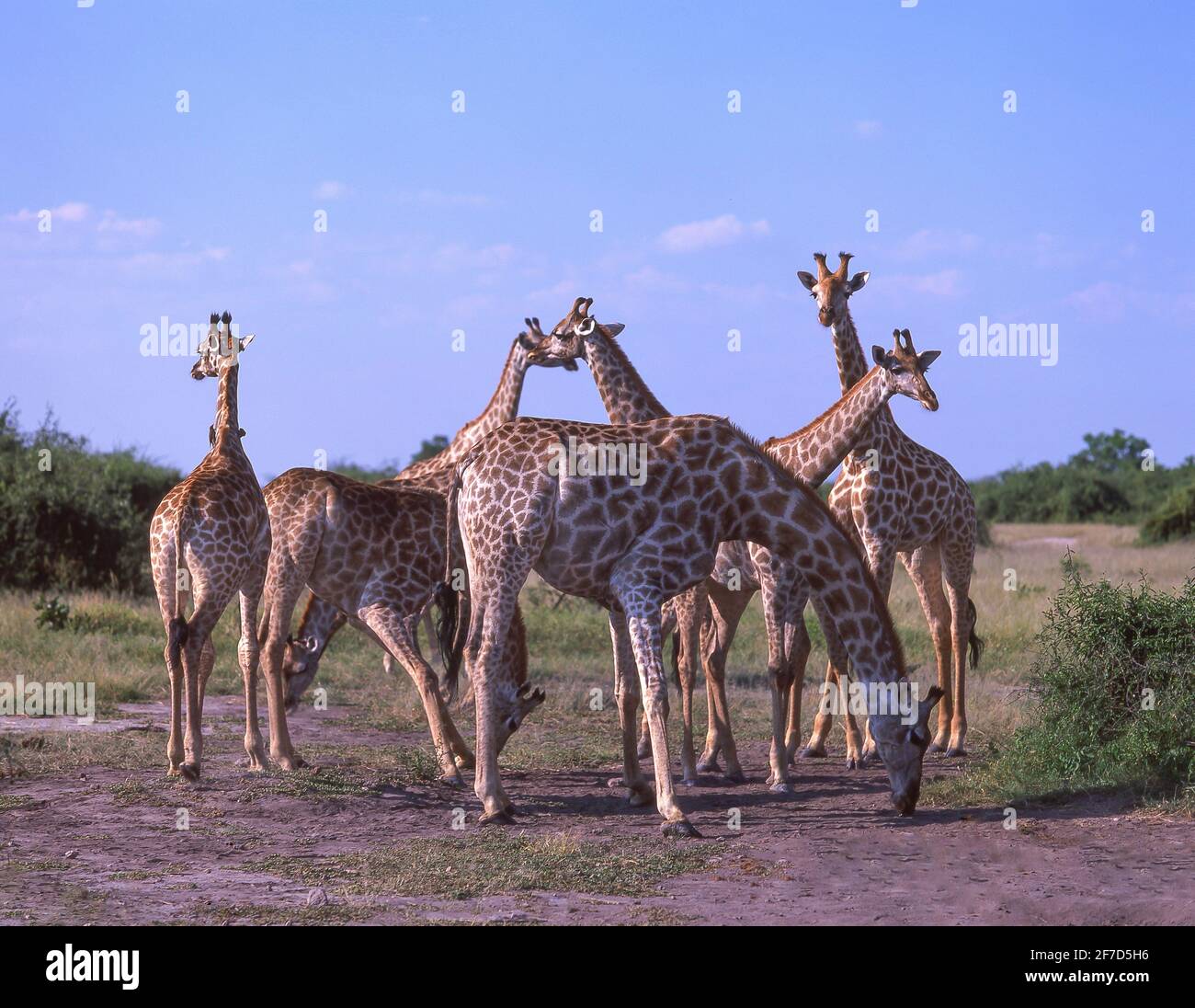 Le giraffe nel bush, Chobe National Park - Chobe, Repubblica del Botswana Foto Stock