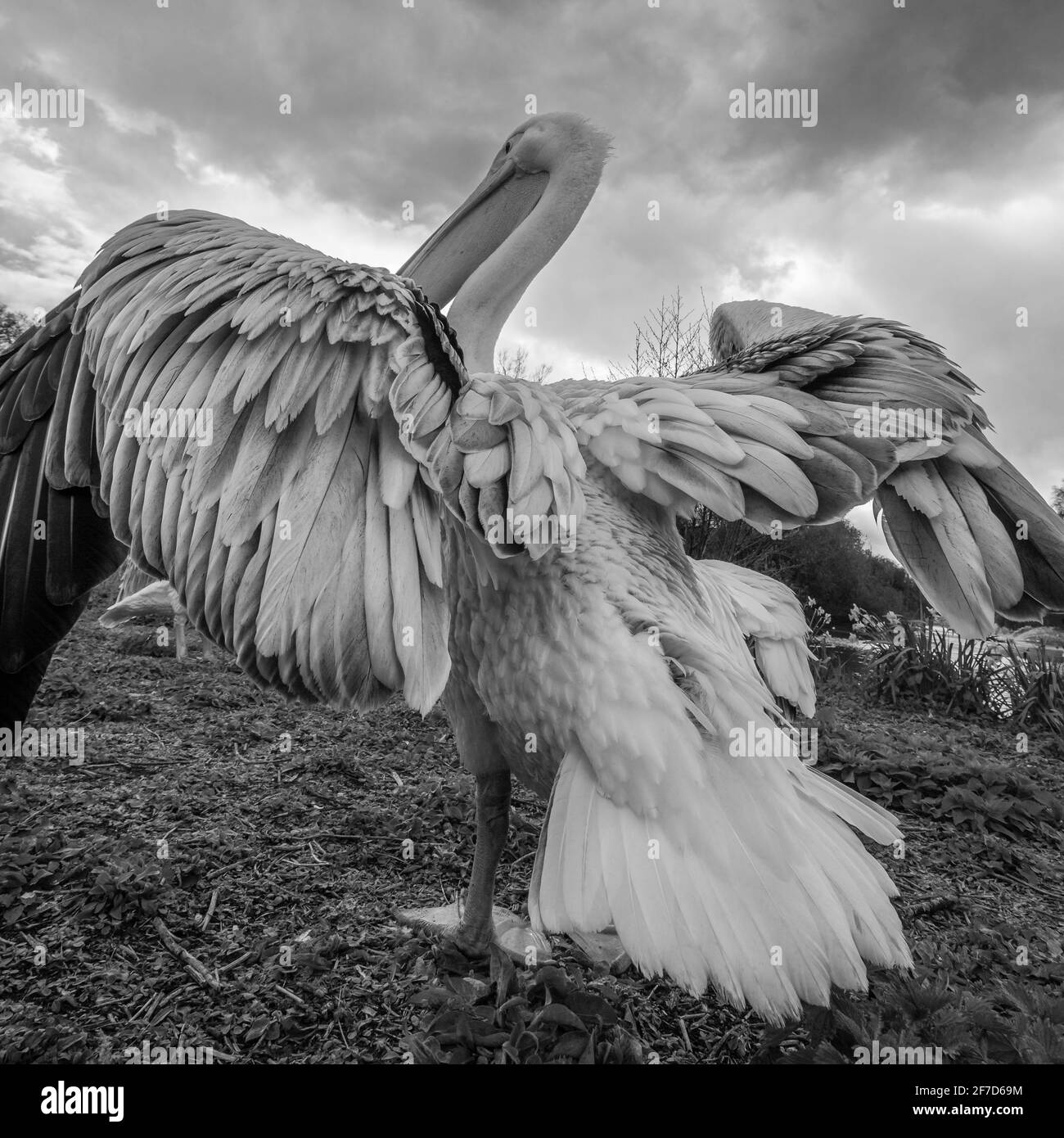 Un pellicano diffonde le ali sotto un cielo minaccioso a Londra. Foto Stock