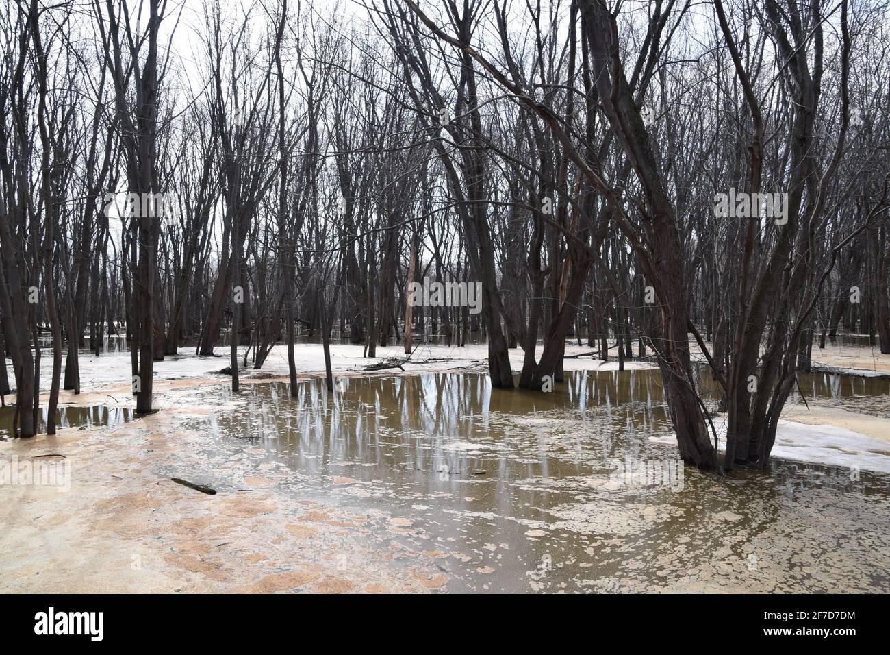 Parco ecologico Anse au Port durante un'alluvione. Situato vicino a Trois-Rivieres, Quebec Foto Stock