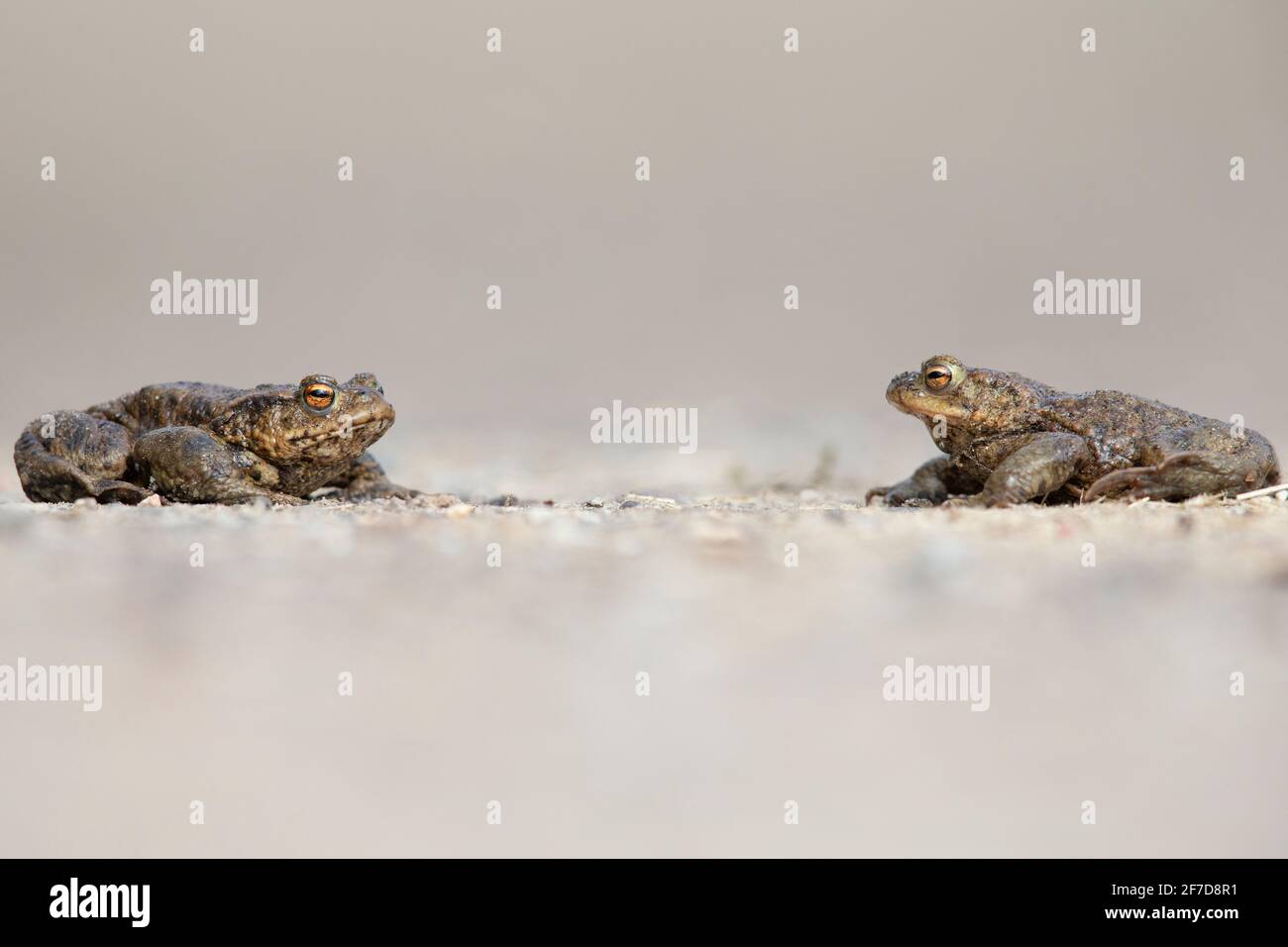 Due toads comuni maschi (Bufo bufo) durante la migrazione attraversando la strada Foto Stock