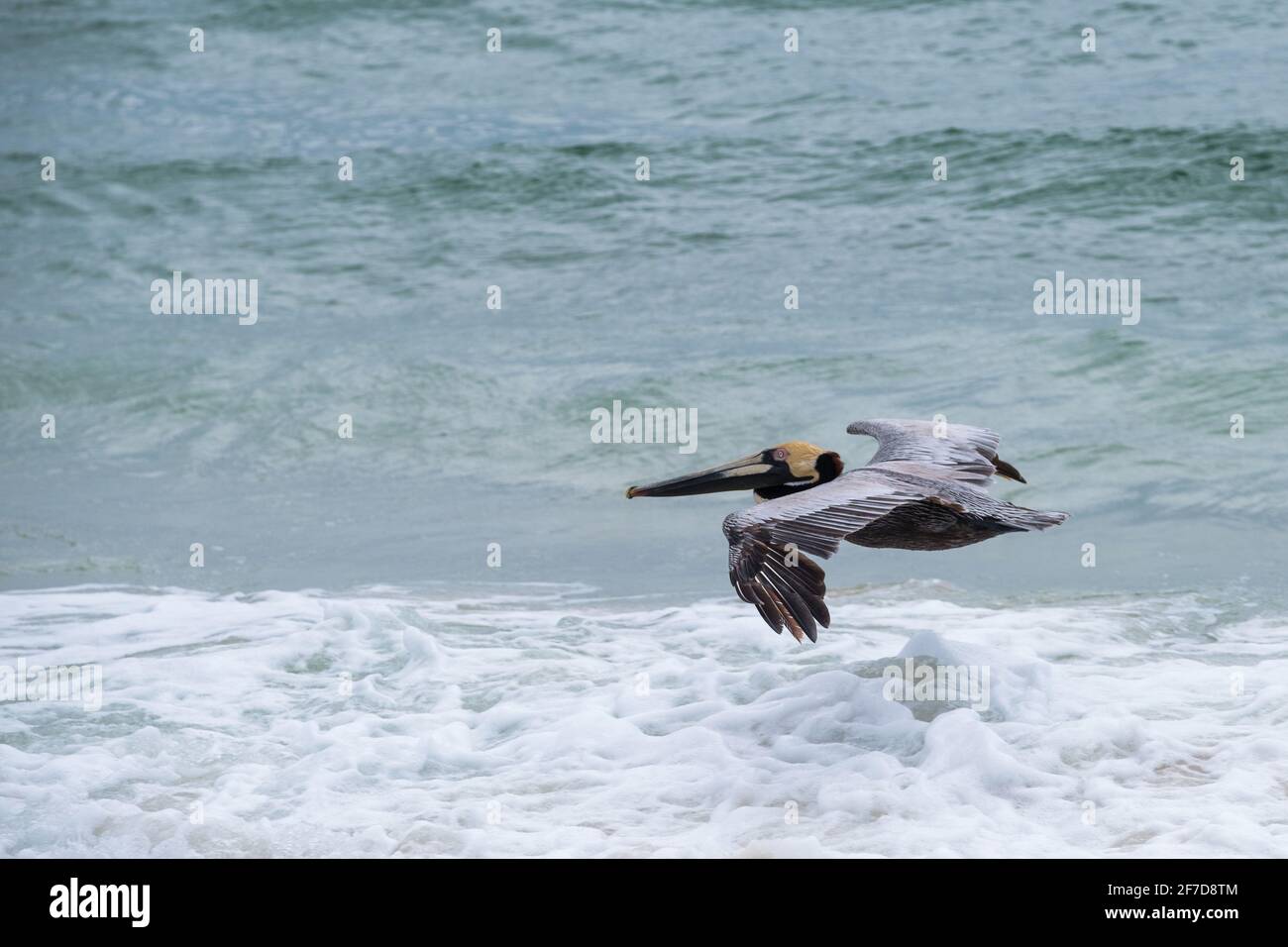 Pellicano bruno che scivola appena sopra il surf del Golfo del Messico in Gulf Shores, Alabama, Stati Uniti Foto Stock