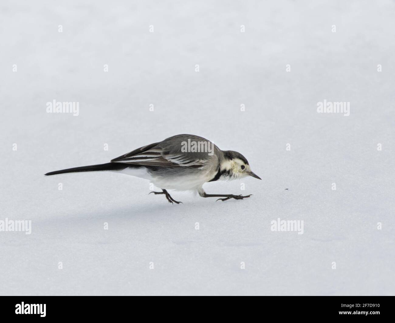 Pied wagtail (Motacilla alba) in inverno precipita per piccole mosche morte su prato innevato, Wiltshire, Regno Unito, gennaio. Foto Stock