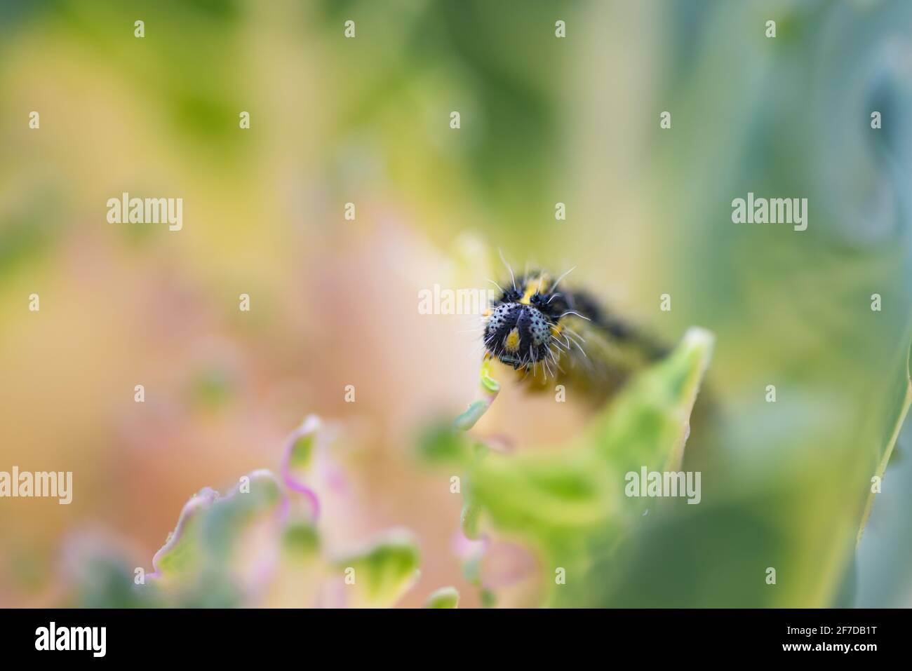 Macro dettaglio di larva di cavolo farfalla bianca (Pieris rapae) in natura con sfondo sfocato. Primo piano di caterpillar - peste di insetto che causa enorme Foto Stock