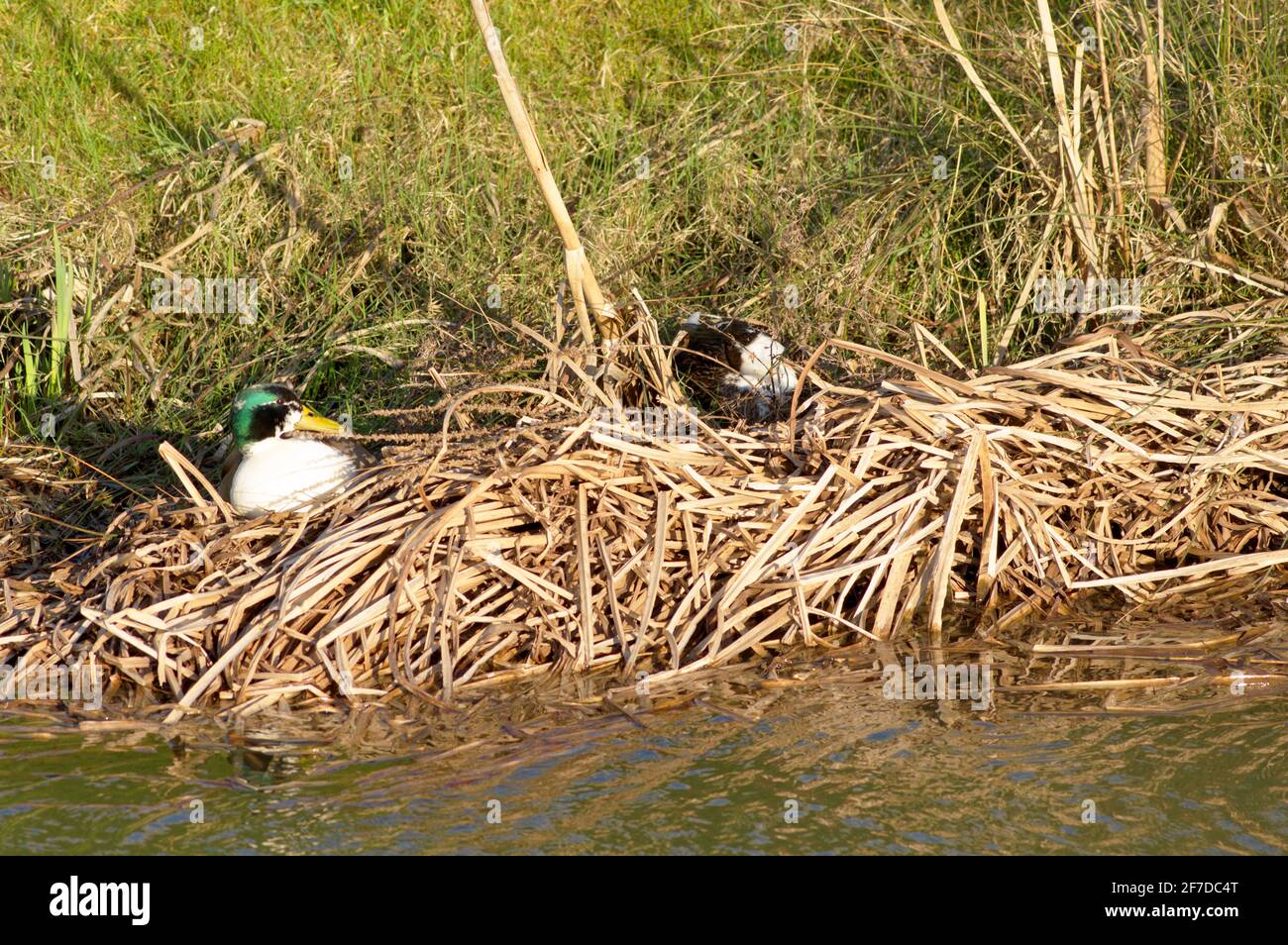 Due anatre mallard su un nido Foto Stock