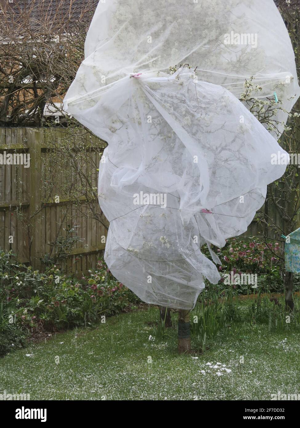 Aprile 2021: Gli alberi da frutto sono avvolti in pile orticole in un giardino inglese per cercare di proteggere il fiore in un improvviso scatto freddo. Foto Stock