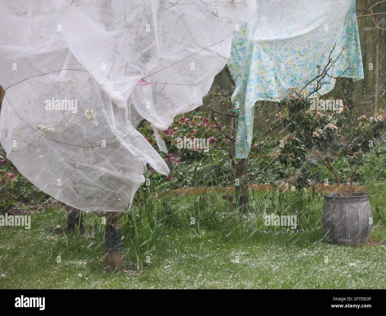 Aprile docce: Dopo aver sentito le previsioni del tempo per sleet, grandine e neve, abbiamo cercato di proteggere il fiore sugli alberi da frutto con il feltro orticolo Foto Stock