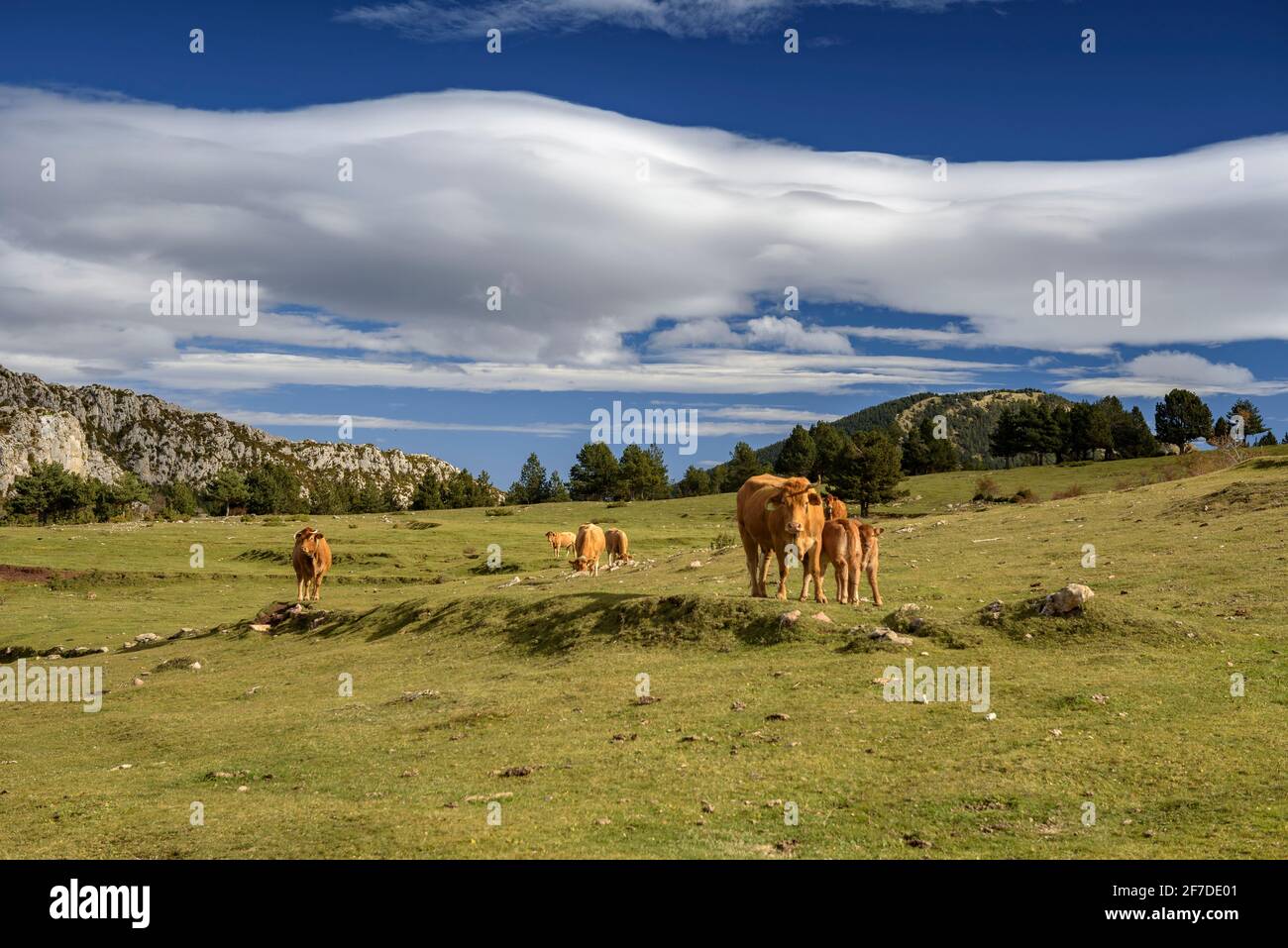 Prati e pascoli tra la piana di Peguera e Serra d'Ensija, nella Berguedà (Pirenei, Catalogna, Spagna) Foto Stock