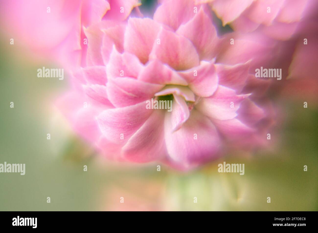 Fiore di piante domestiche Kalanchoe Blossfeld rosa primo piano con messa a fuoco morbida Foto Stock