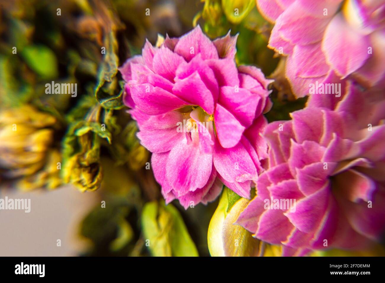 Germogli rosa brillante in fiore del fiore di casa Kalanchoe Blossfeld con foglie appassite sparate in primo piano con messa a fuoco selettiva Foto Stock