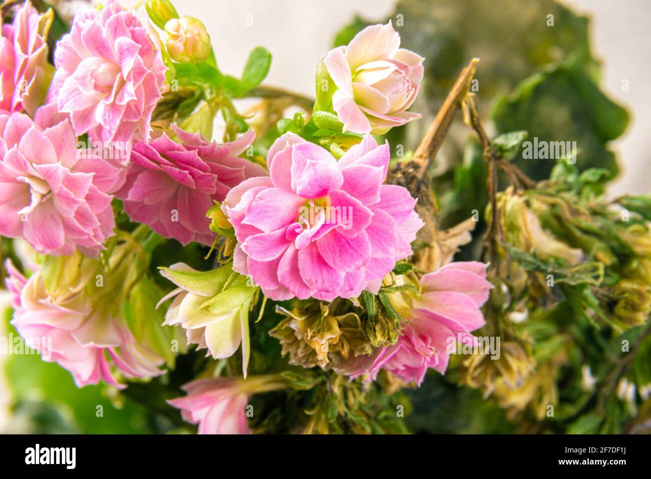 Piante di casa Kalanchoe Blossfelds con gli ultimi fiori che si annidano in una pentola, fuoco selettivo Foto Stock