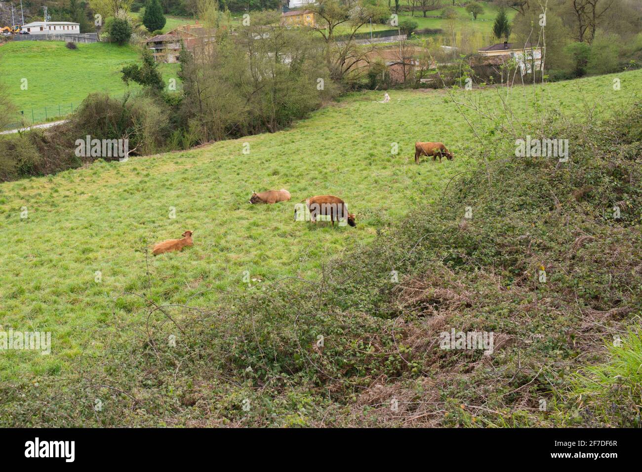 Mucche brune mangiare erba nei campi verdi vicino a Oviedo, Asturie, Spagna Foto Stock