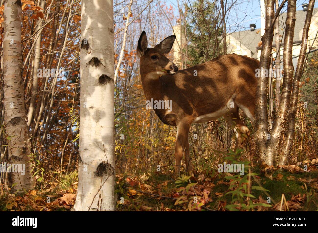 Un giovane cervo vaga tra gli alberi di betulla a Mont Tremblant, Quebec, Canada, durante l'autunno del 2017. Foto Stock