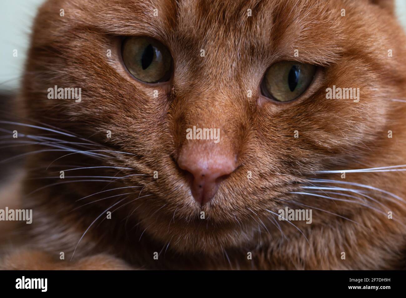Closeup di un adorabile gatto tabby arancione domestico, Toronto, Canada. Naso rosa, occhi verdi, whisker bianchi, pelliccia morbida. Foto Stock